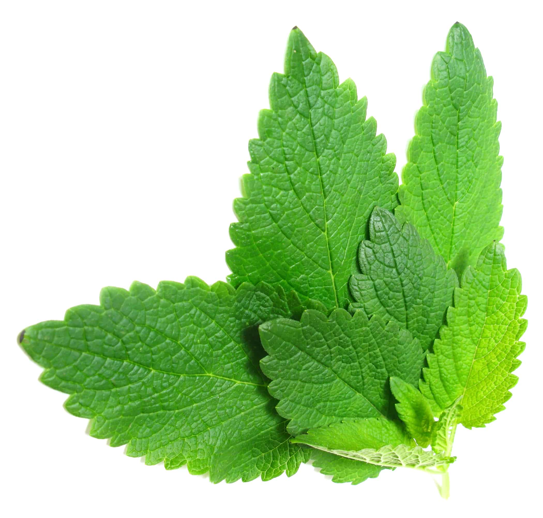 Natural Energy Herb 11