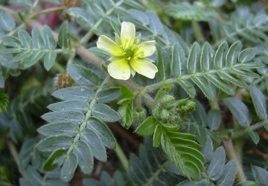 Tribulus Terrestris Herb Uses Side Effects And Benefits