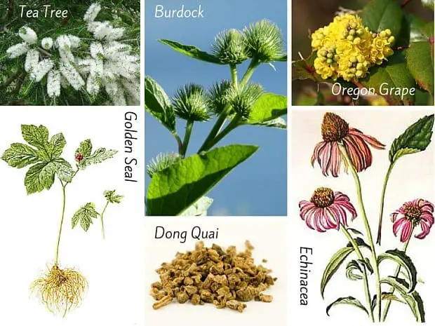 Medicinal Herbs For Acne The Herbal Resource
