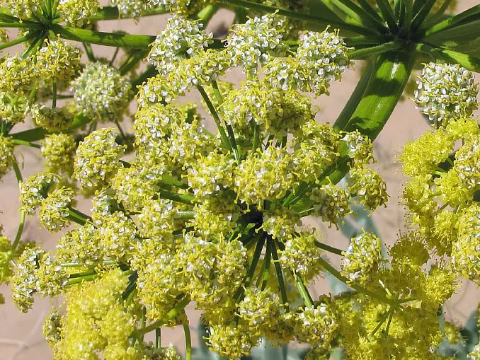 Asafetida Health Uses, Benefits and Side Effects