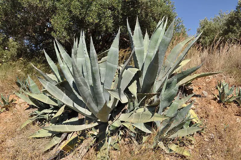 Agave Plant