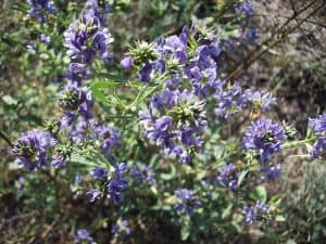 alfalfa herb