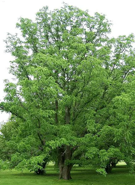 amur cork tree