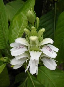 Adhatoda vasica flower