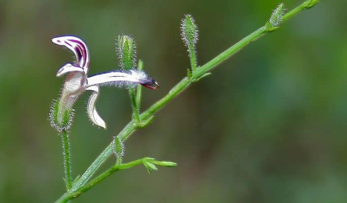 Andrographis paniculata
