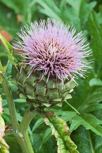 artichoke flower