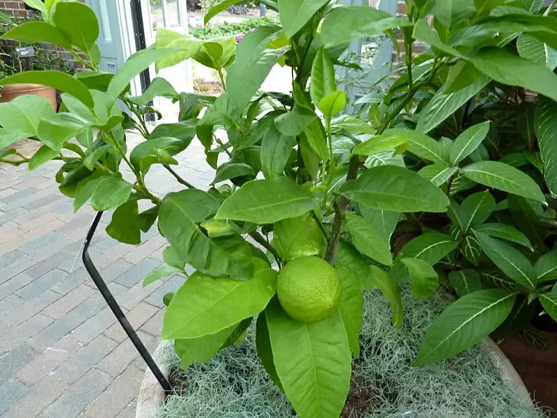 bergamot tree