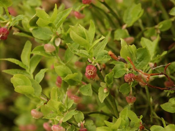 bilberry plant