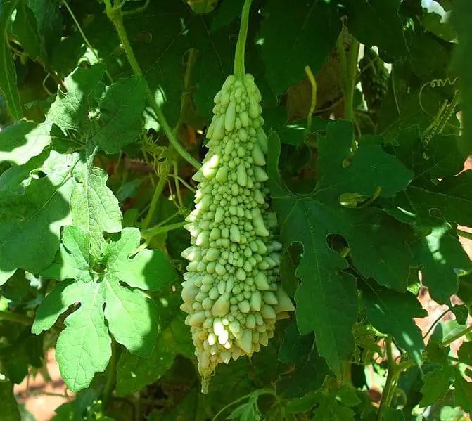 bitter melon fruit