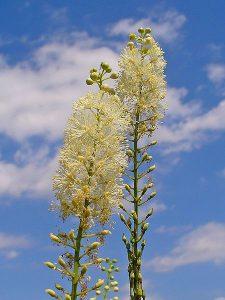 black cohosh