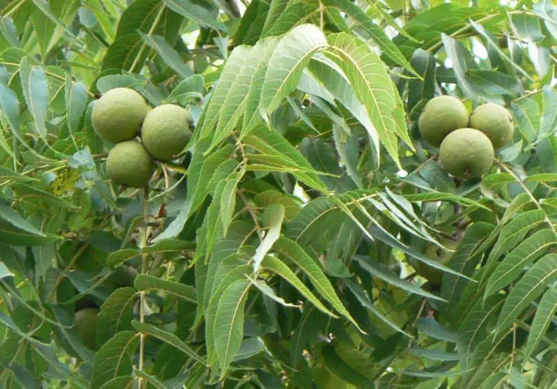 black walnut plant