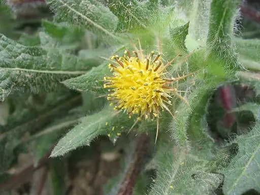 blessed thistle plant
