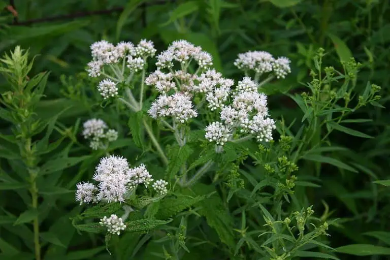 Boneset Side Effects, Uses and Health Benefits