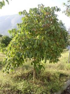 Boswellia Serrata Tree