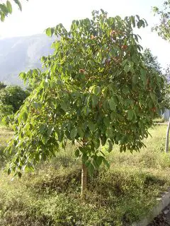 Boswellia Serrata Tree