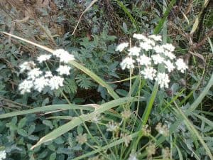 burnet saxifrage 