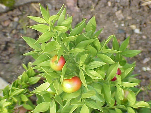 butcher's broom plant