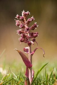 butterbur flower