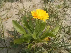 calendula plant