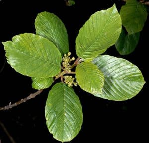 cascara sagrada plant