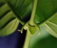 cat's claw plant