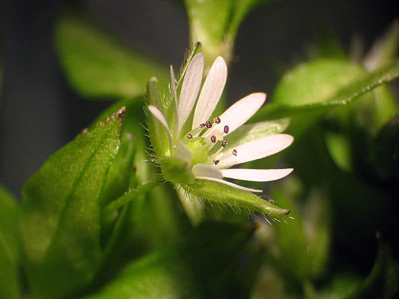 chickweed flower