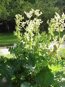 Chinese rhubarb plant