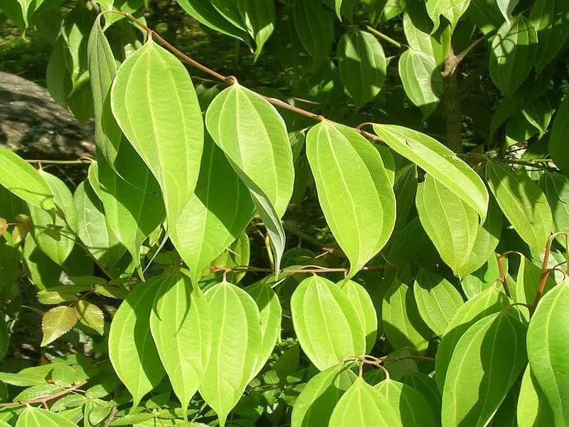 cinnamon leaves