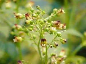 common figwort