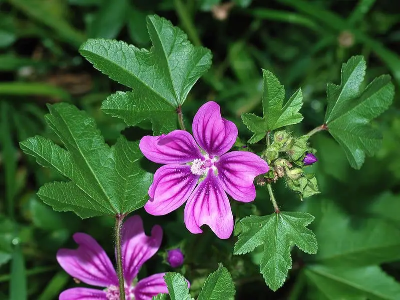 common mallow plant