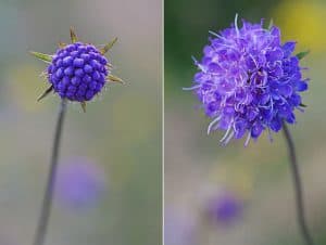 devil's bit scabious flower