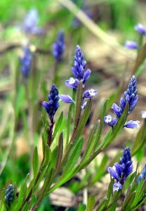 dwarf milkwort plant