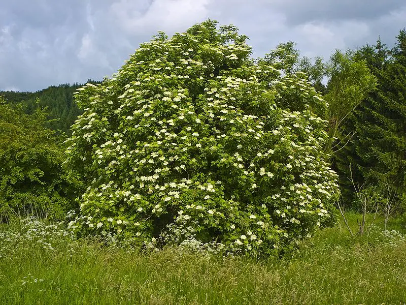 elderberry shrub