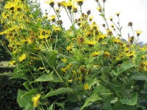 elecampane flowers