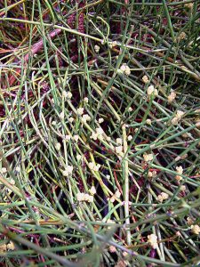 ephedra plant