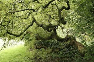 European ash tree