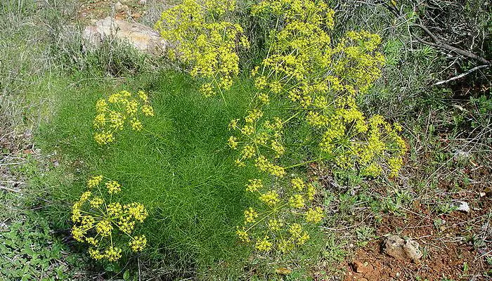 fennel plant