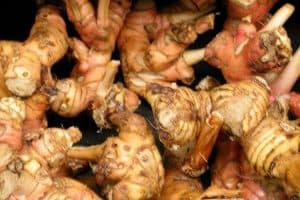 galangal roots