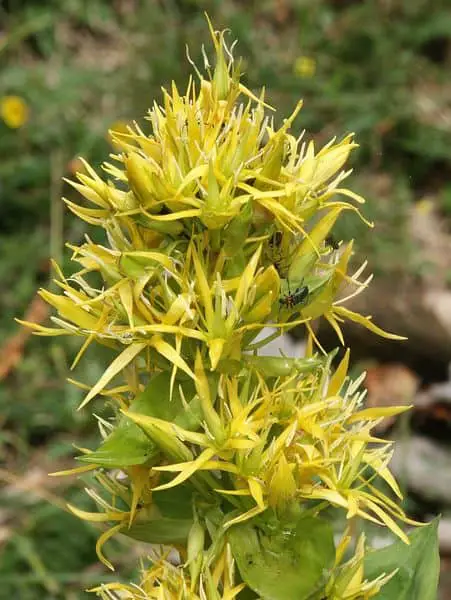 Gentian Flower