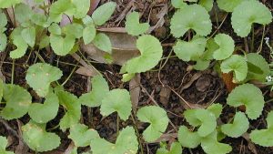 gotu kola plant