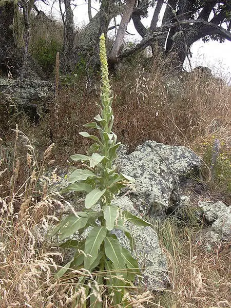 great mullein plant