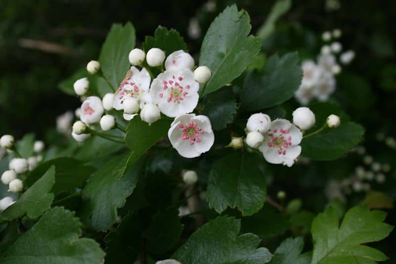 hawthorn flowers