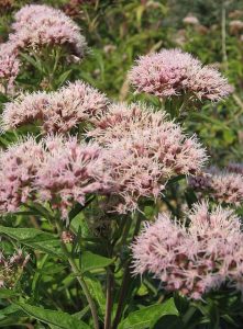 hemp agrimony flowers