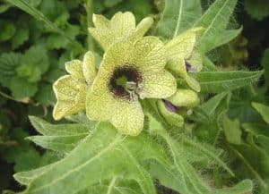 henbane plant