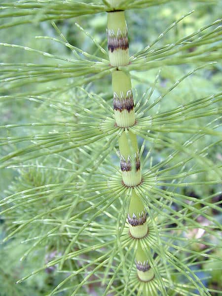 horsetail plant