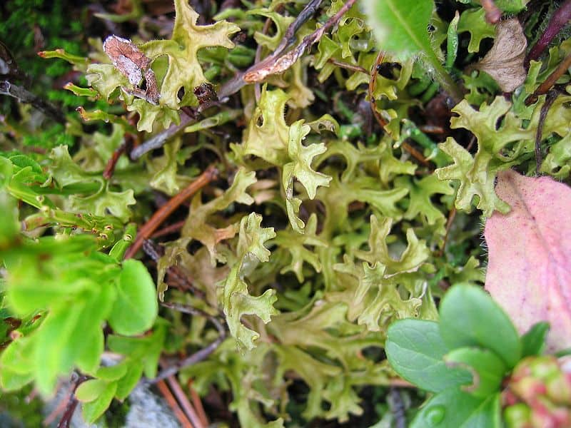 Iceland moss lichen