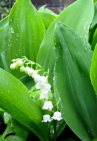 lily of the valley plant