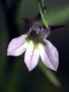 Lobelia inflata flower