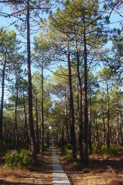 maritime pine trees