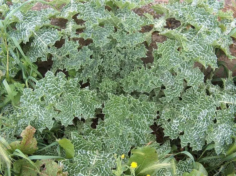 Milk Thistle Herb Uses, Side Effects and Health Benefits